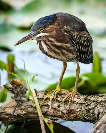 Green Heron Watching