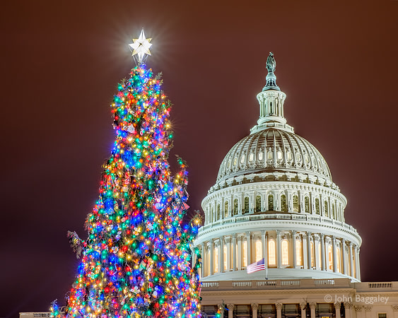 Close-up of the 2016 United States Capitol Christmas Tree