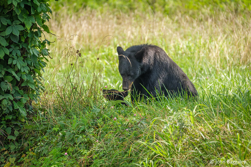 Black bear mother and cub 1