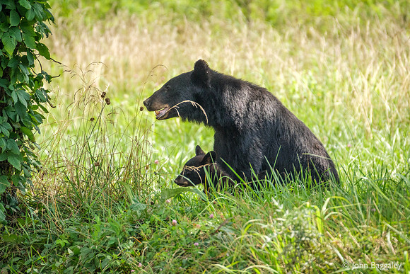 Black bear mother and cub 2
