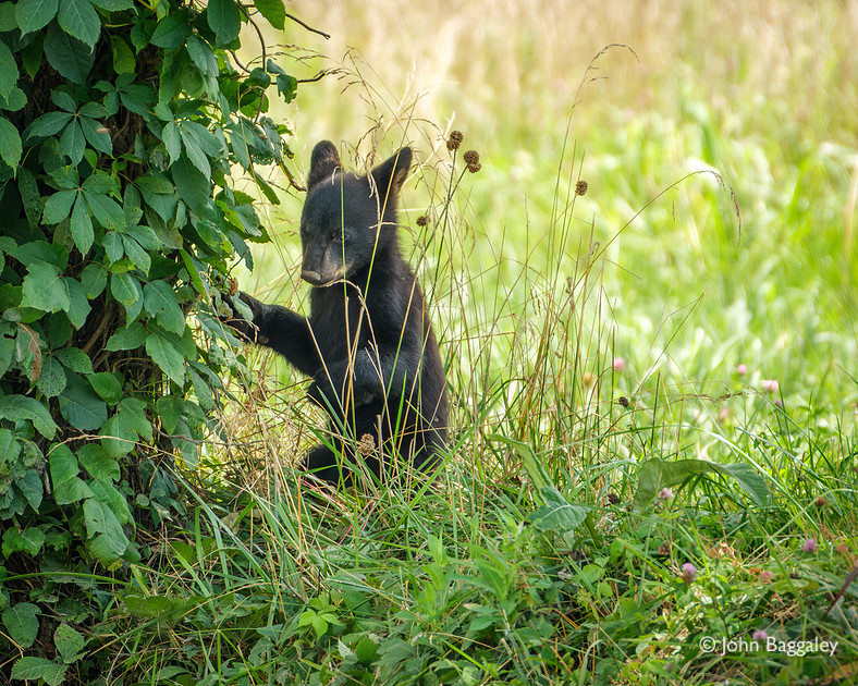 Black bear cub