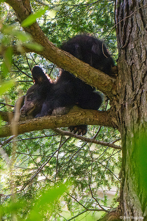 Young bear in tree 1