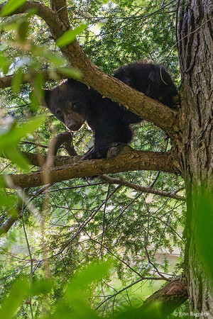 Young bear in tree 2