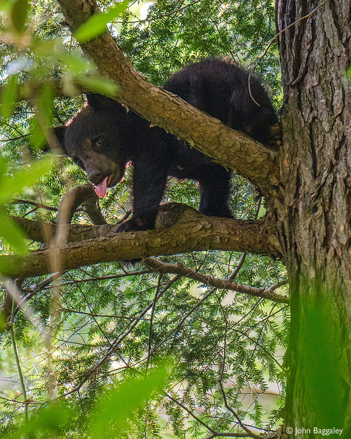Young bear in tree 3