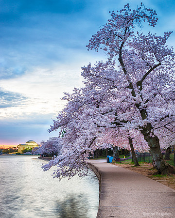 Twilight Cherry Tree
