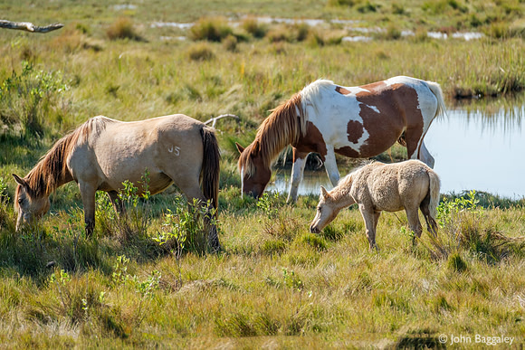 Wild Ponies Feeding