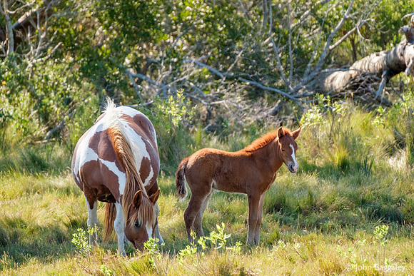 Wild Mare and Her Foal 2