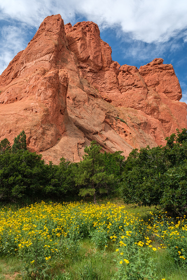 Red Rocks, Yellow Flowers