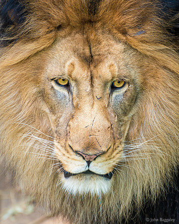Golden eyes