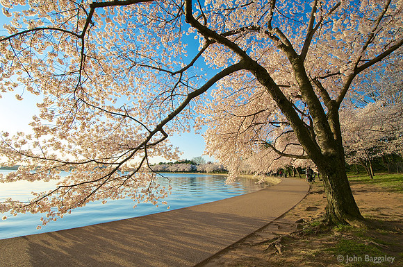 Cherry blossoms at the Tidal Basin