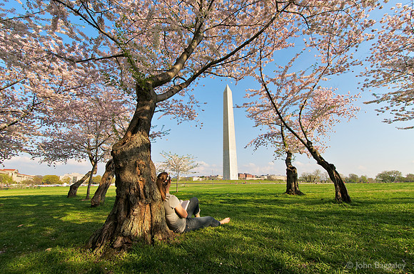 Relaxing under a canopy of cherry blossoms