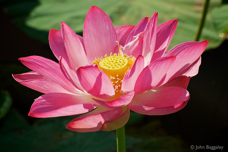 Photo of pink lotus flower by John Baggaley.