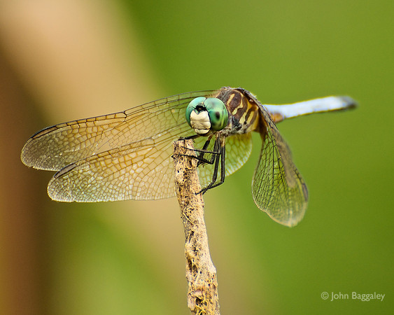 Blue Dasher