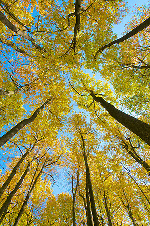 Golden Colors of Autumn