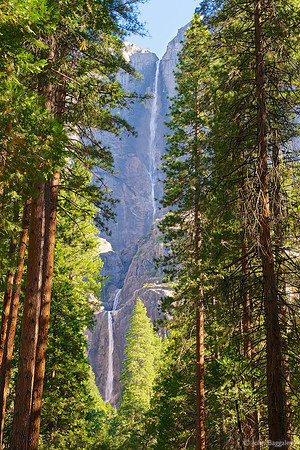 Falls Between the Trees