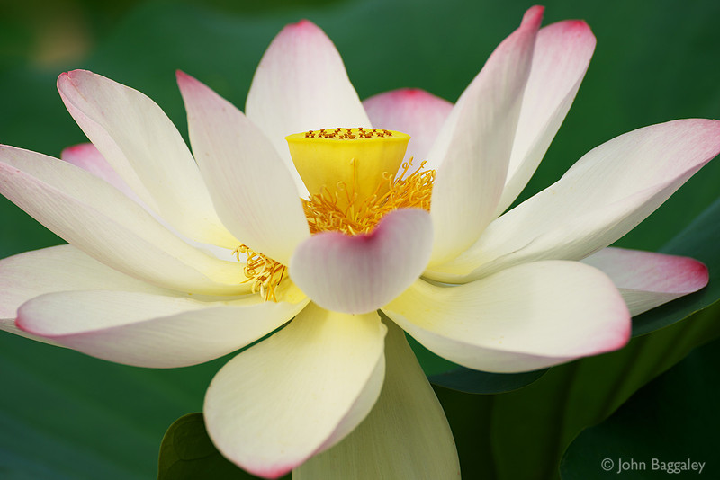 Photo of a white lotus by John Baggaley.