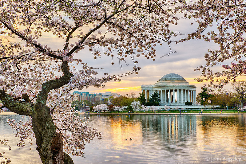 Jefferson and Cherry Blossoms at Sunrise