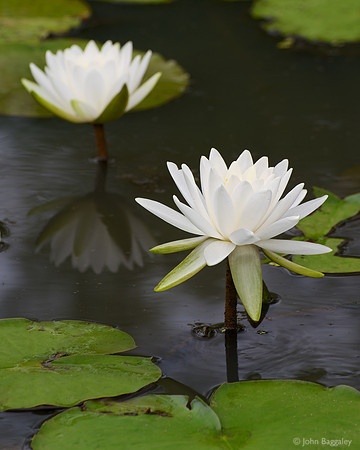 White waterlilies