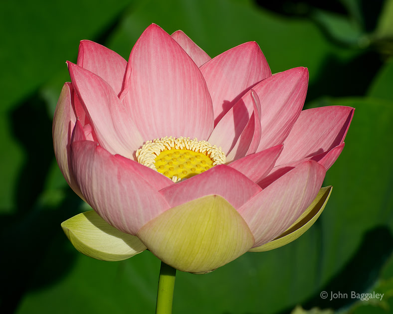 Close-up photo of a pink lotus in bloom by John Baggaley.