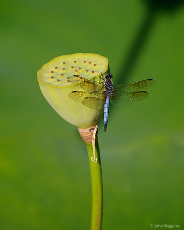 Yellow, blue, and a lot of green