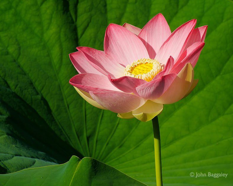 Photo of a pink lotus in bloom against a backdrop of green by John Baggaley.