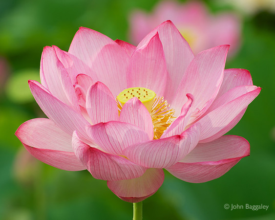 Pink lotus
