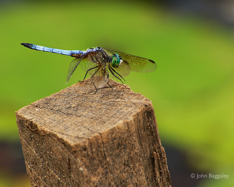 Portrait of a dragonfly by John Baggaley.