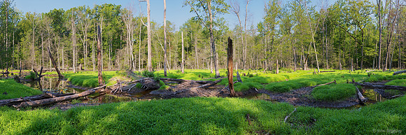 Where beavers live