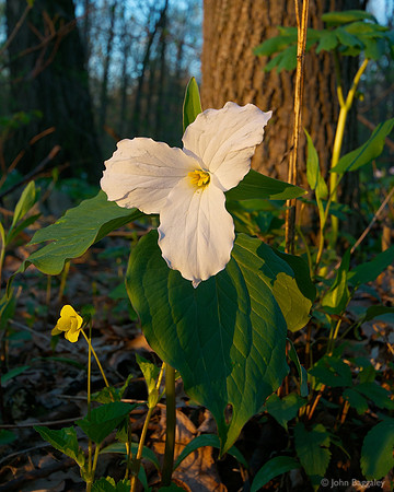 Trillium at Sunrise