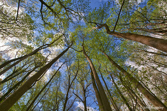 Looking Up