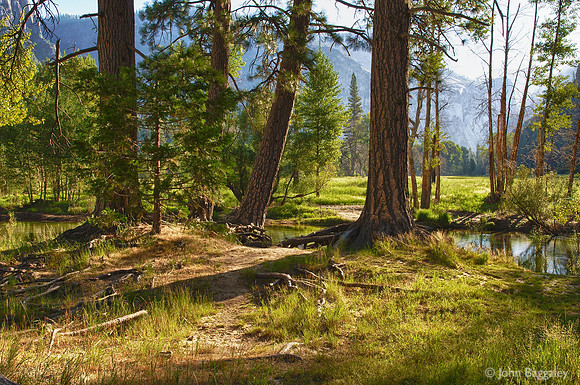 Through the Trees at Cook's Meadow
