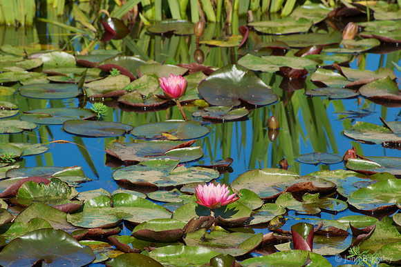 The Water Garden