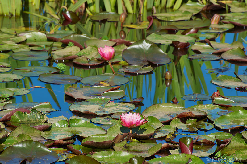 Winter-hardy water lilies in bloom. Reflections in the water make for a painterly photo.