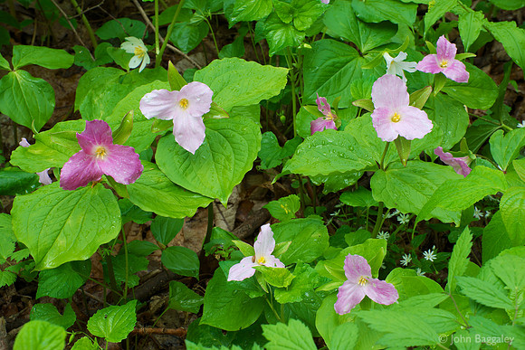 Wet great white trillium