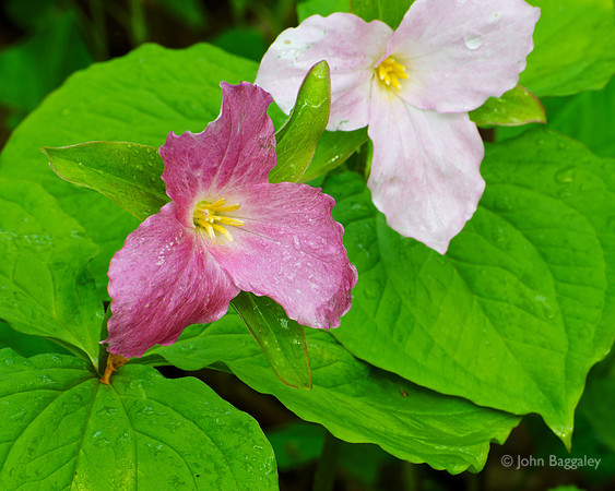 Purple and white trillium close-up