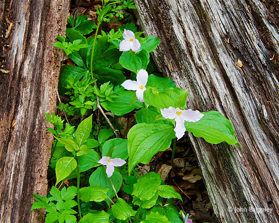 Great white trillium between logs