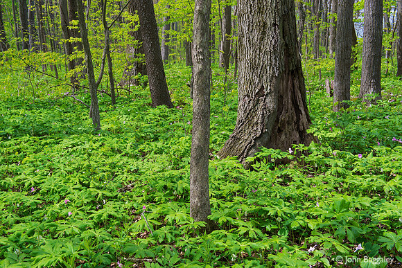 Forest floor of mayapple and trillium