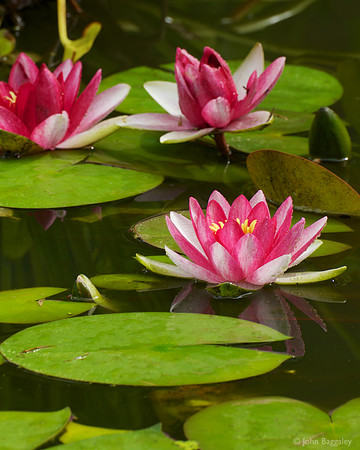 Pink waterlilies