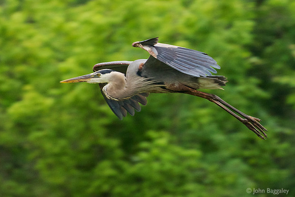Heron in flight