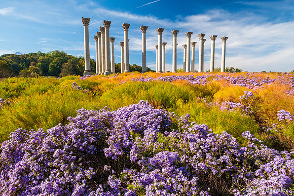 Purple Flowers and Columns
