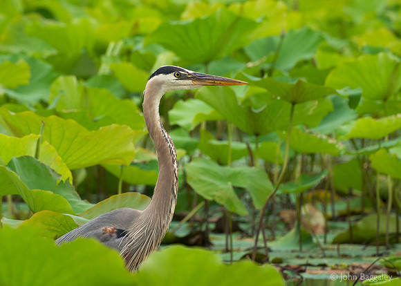 Great Blue Heron