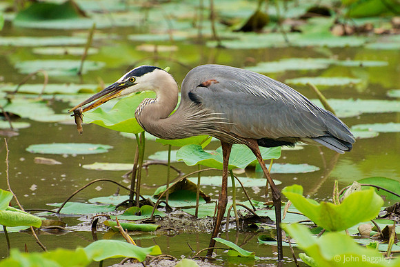 Feasting Heron