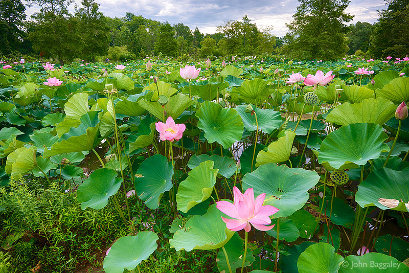 Lotus flowers at Kennilworth Park and Aquatic Gardens