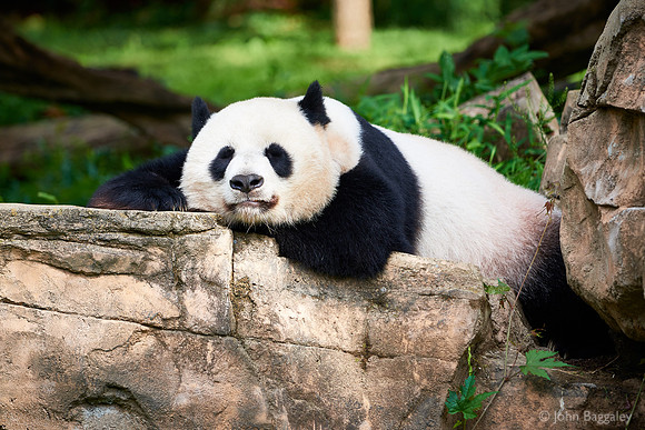 Relaxed Panda