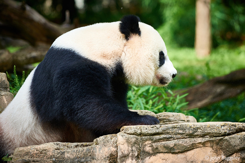 Panda in Zen