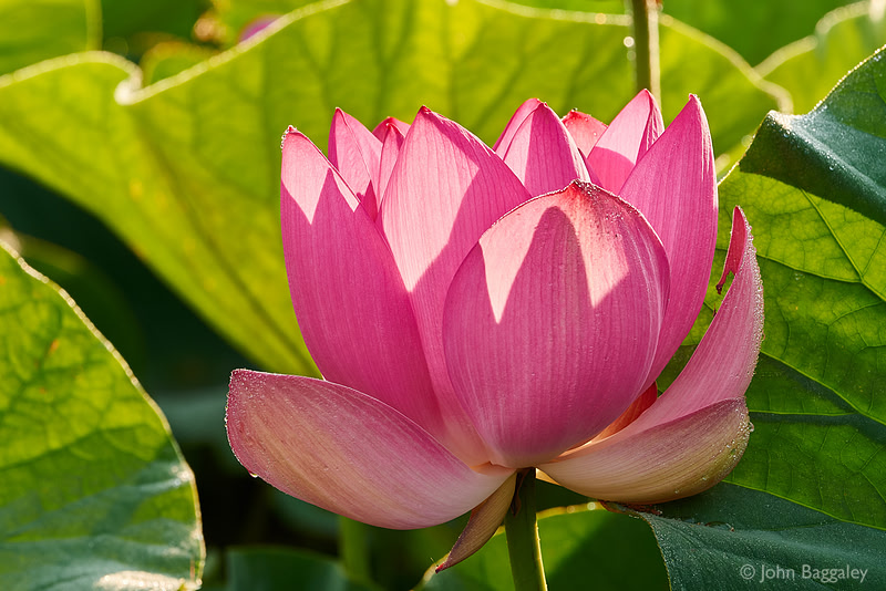 Pink Translucency