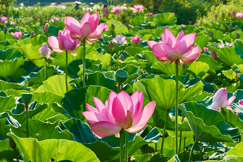 A Field of Pink Lotus Flowers