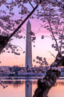 The Monument and Blossoms