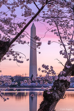 The Monument and Blossoms