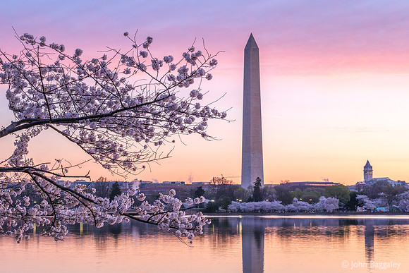 Springtime Dawn at the Tidal Basin